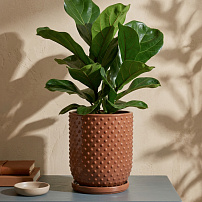 Горшок "Botanical Home" терракотовый 20 см